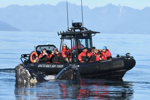 white rock sea tours - whale watching 1